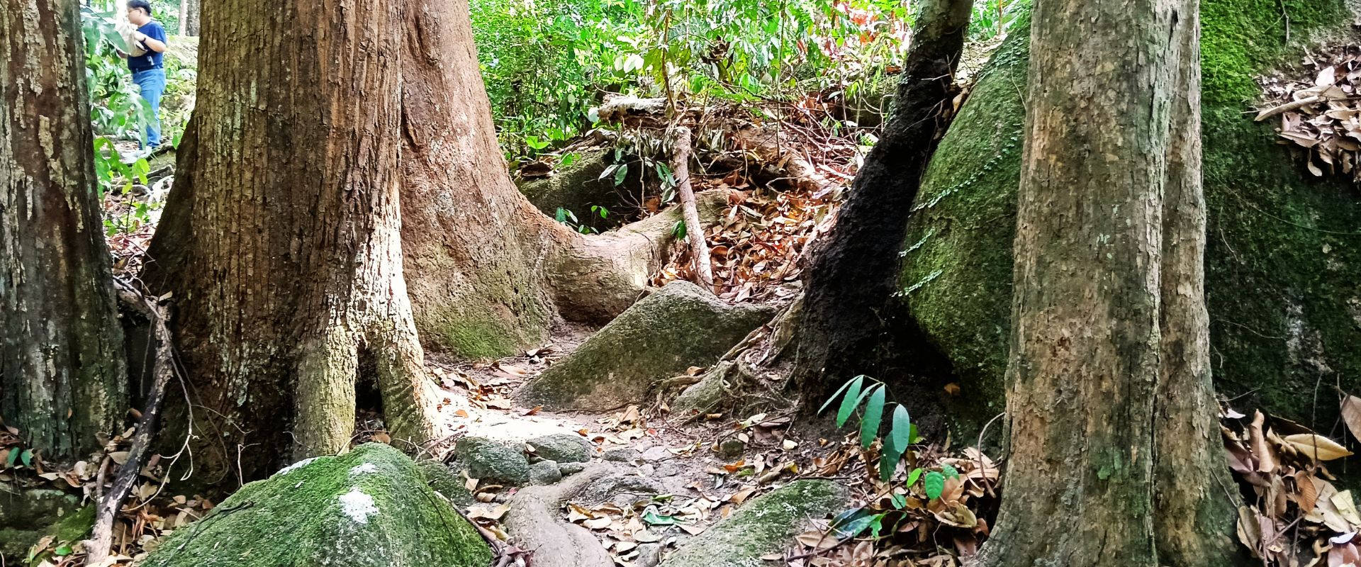 Gunung Tahan, Malaysia